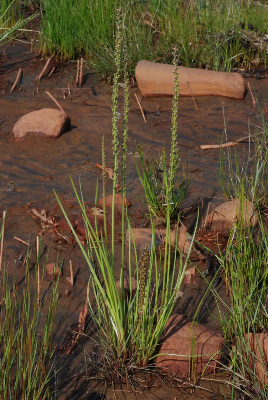 Triglochin maritima photograph from the Finnish Biodiversity Information Facility