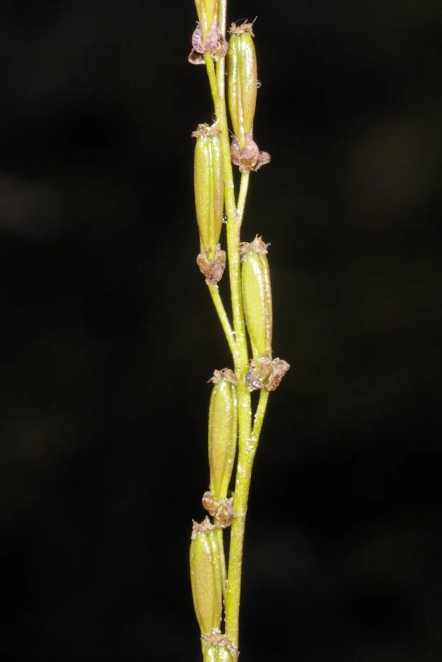 Triglochin palustris photograph from the Finnish Biodiversity Information Facility