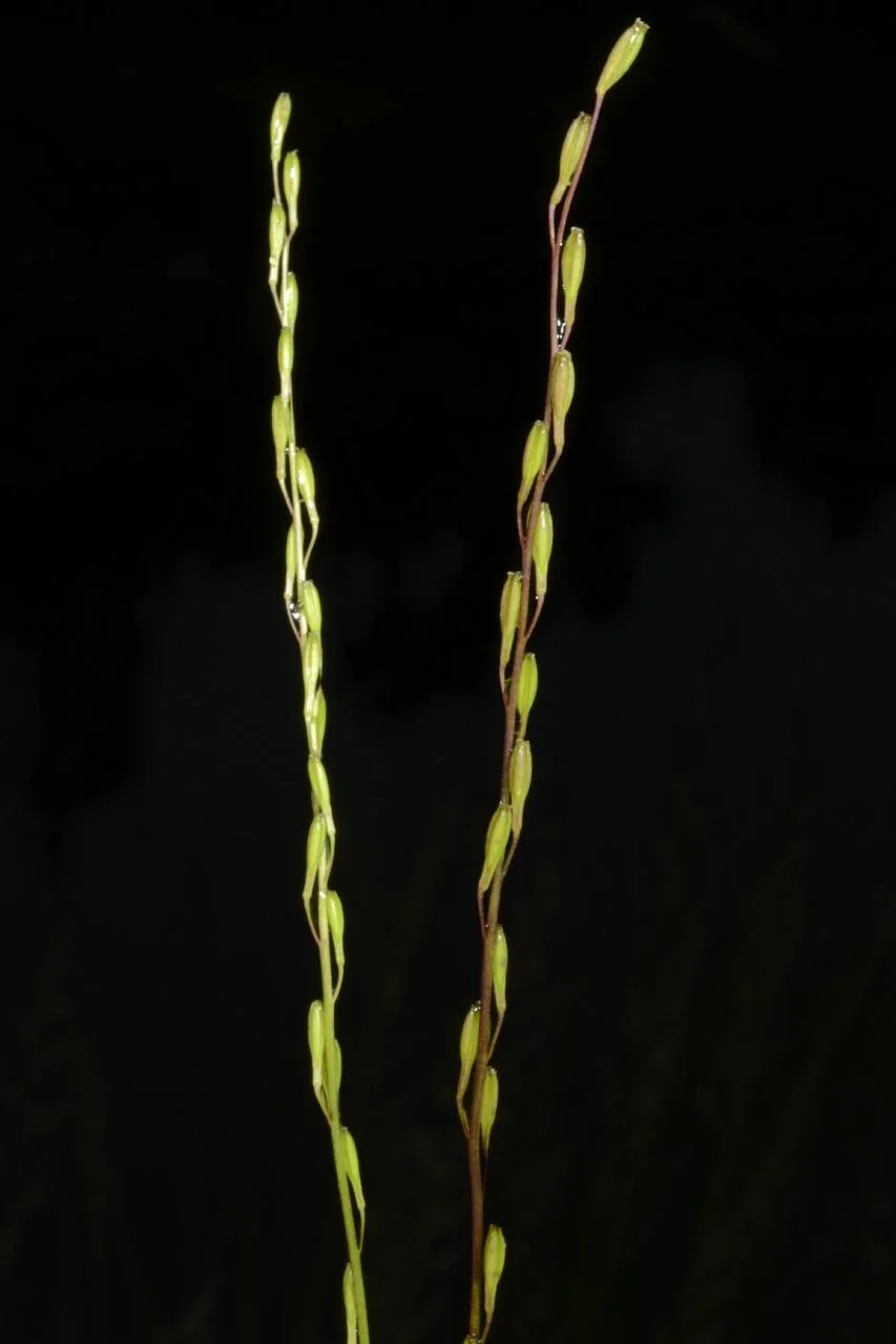 Triglochin palustris photograph from the Finnish Biodiversity Information Facility