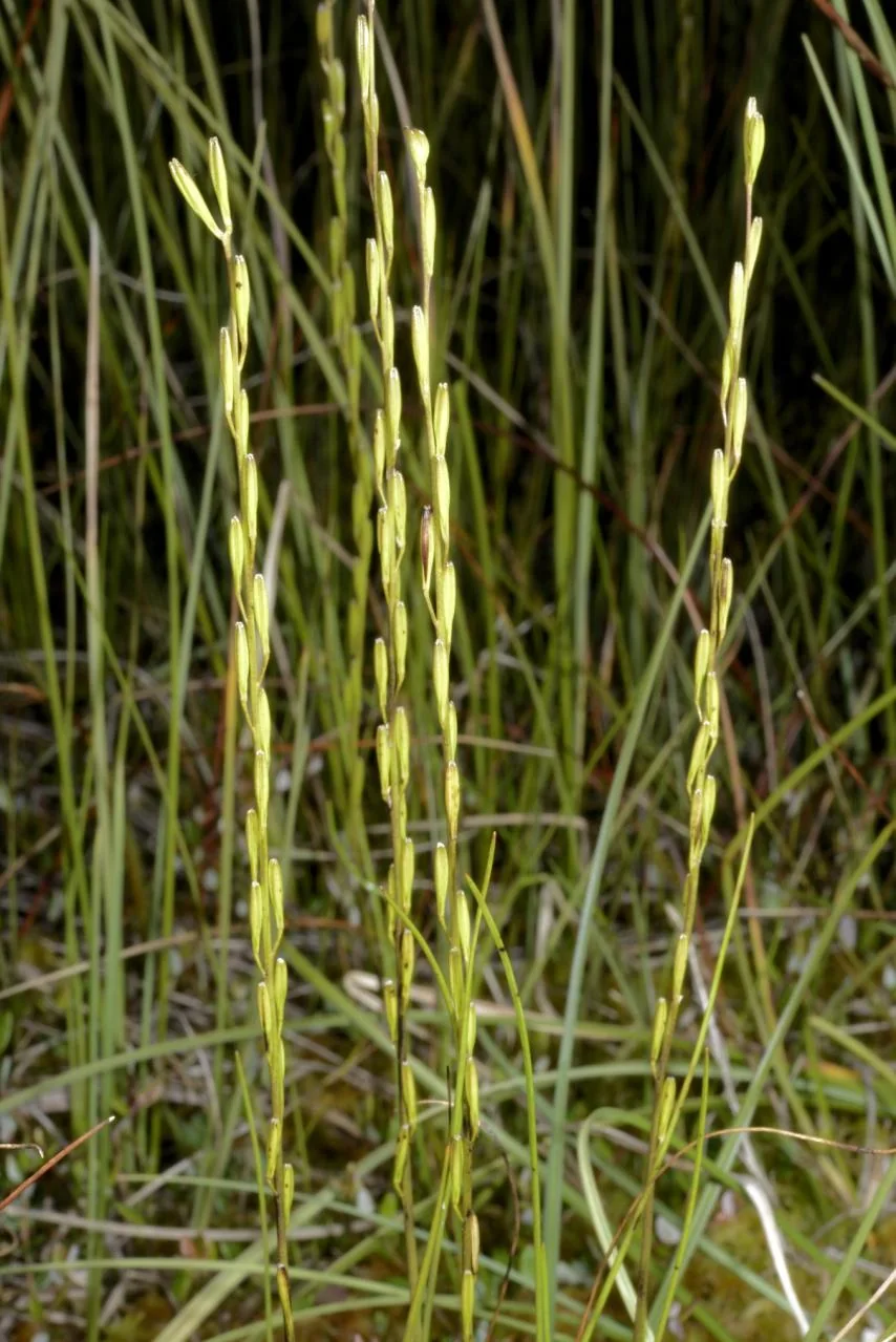 Triglochin palustris photograph from the Finnish Biodiversity Information Facility