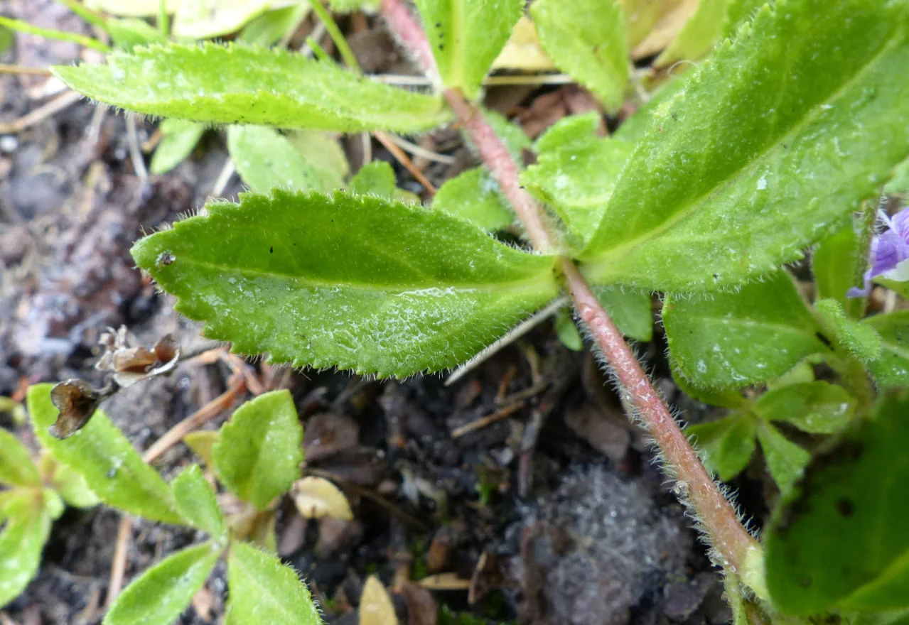 Veronica officinalis photograph from the Finnish Biodiversity Information Facility