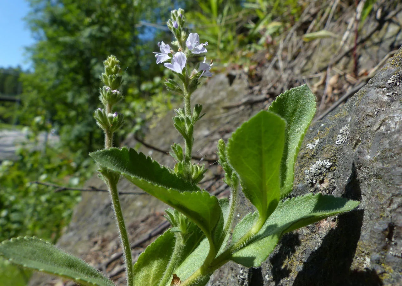 Veronica officinalis photograph from the Finnish Biodiversity Information Facility