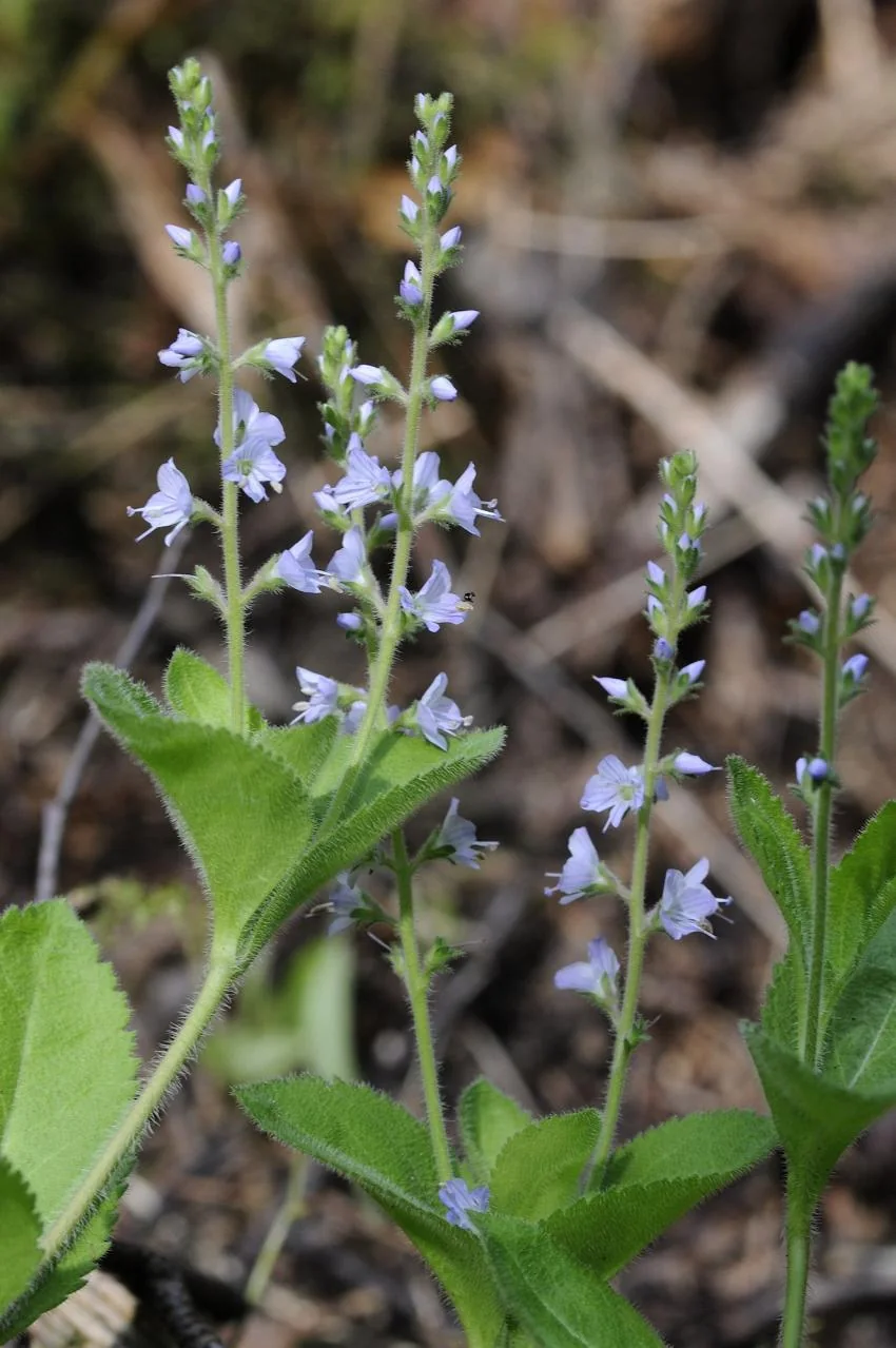 Veronica officinalis photograph from the Finnish Biodiversity Information Facility