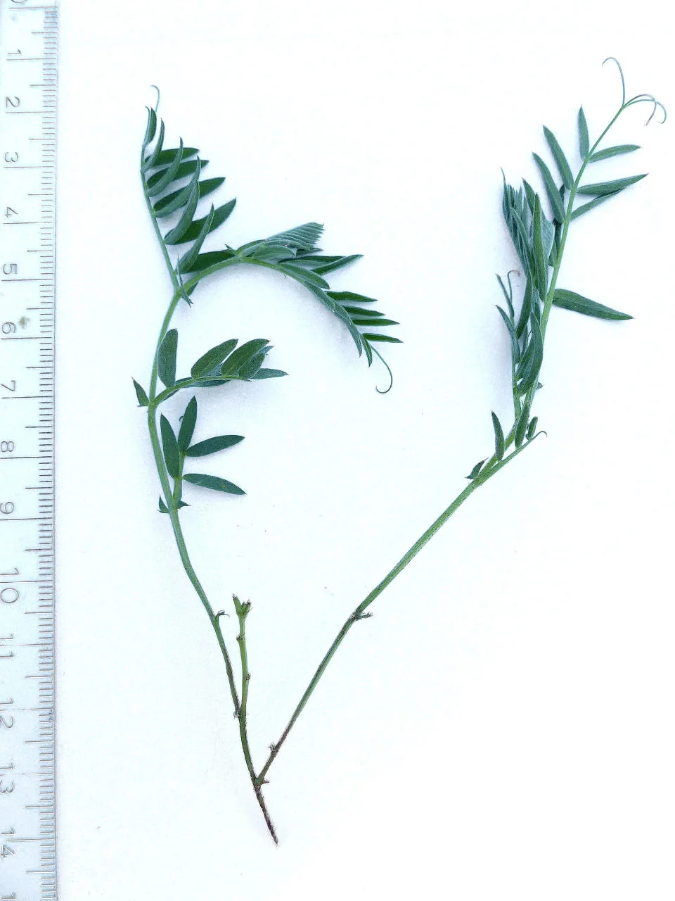 Vicia cracca photograph from the Finnish Biodiversity Information Facility