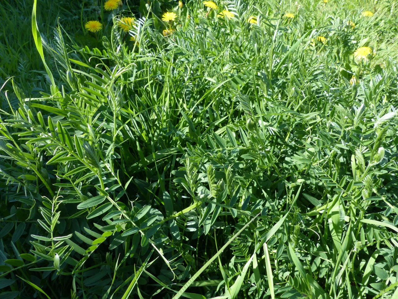 Vicia cracca photograph from the Finnish Biodiversity Information Facility