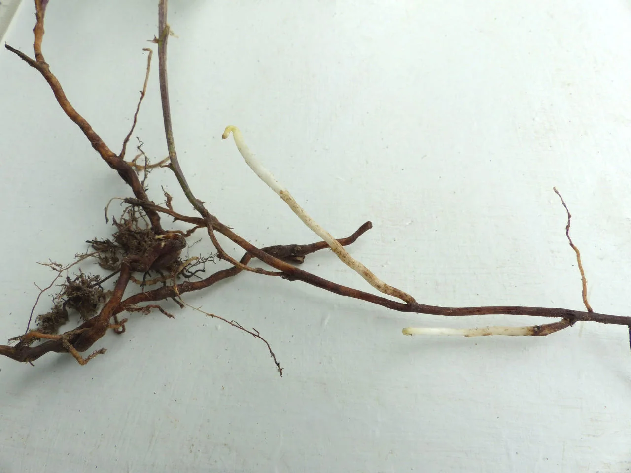 Vicia cracca photograph from the Finnish Biodiversity Information Facility