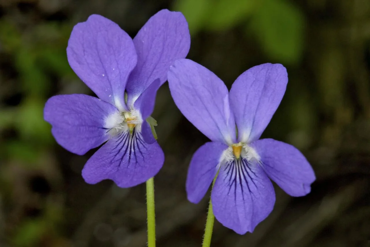 Viola hirta photograph from the Finnish Biodiversity Information Facility