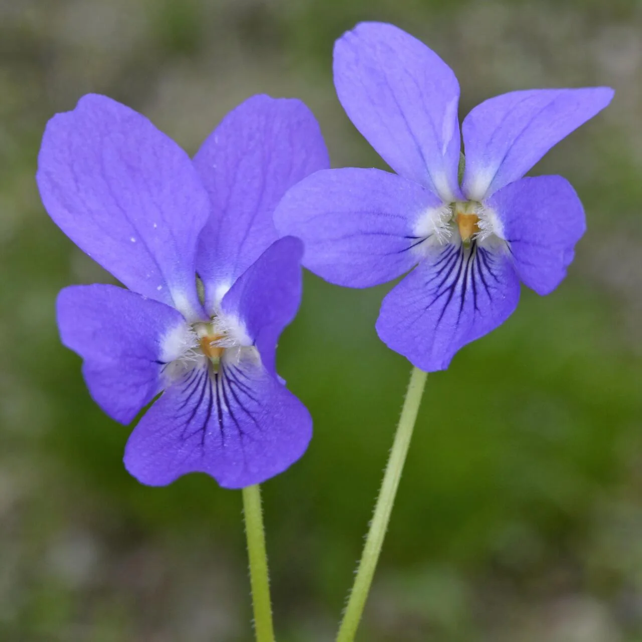 Viola hirta photograph from the Finnish Biodiversity Information Facility