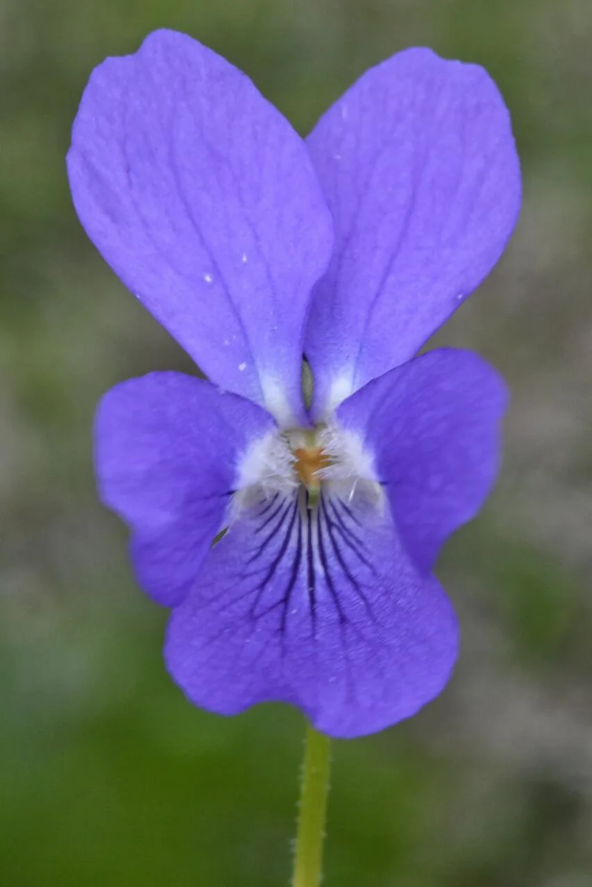 Viola hirta photograph from the Finnish Biodiversity Information Facility