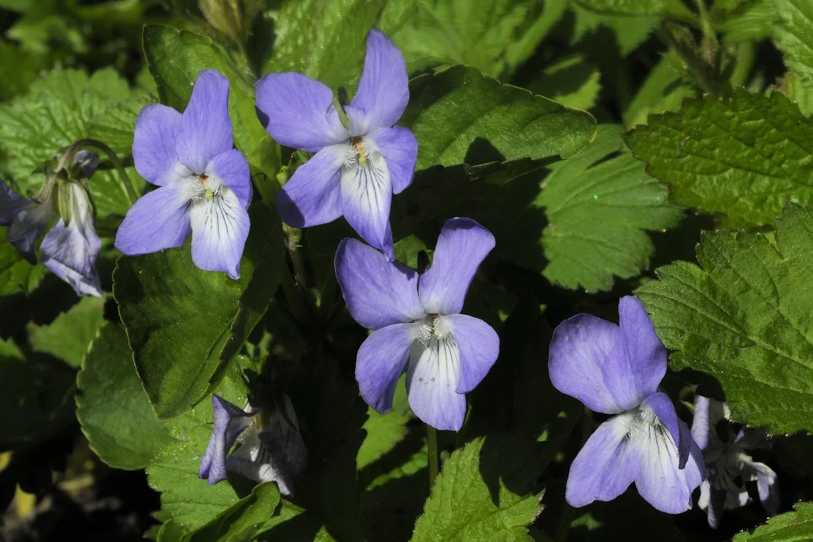 Viola riviniana photograph from the Finnish Biodiversity Information Facility