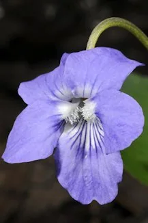 Viola riviniana photograph from the Finnish Biodiversity Information Facility