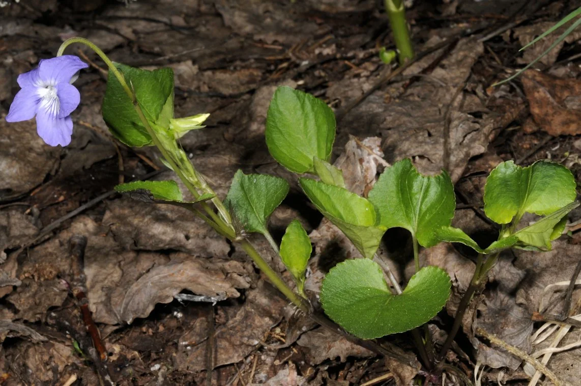 Viola riviniana photograph from the Finnish Biodiversity Information Facility